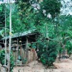 Wandi membuat gula aren tradisional di rumahnya di lereng Gunung Langgar, Lampung Selatan.